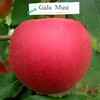 Яблука Гала Маст
