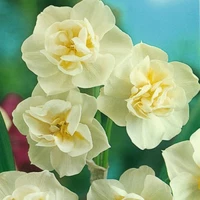 Нарцисс многоцветковый Cherfulness