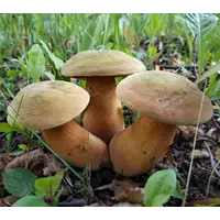 Зарощенный грибной блок белый гриб дубовик