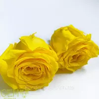 Стабилизированная роза желтая